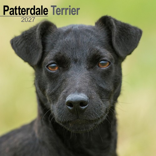 Patterdale terrier 2027 - terrier,