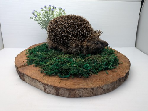 Taxidermy