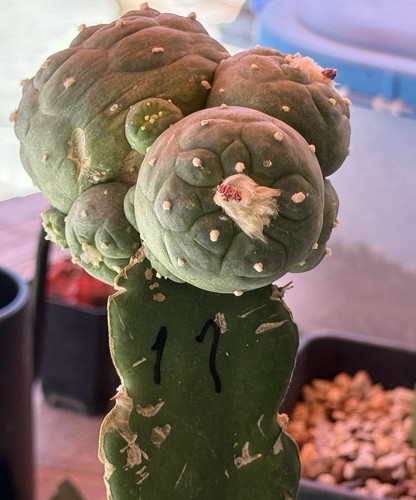0cm grafted ariocarpus - ,
