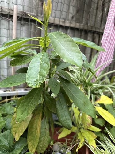 Live avocado plant healthy - live,
