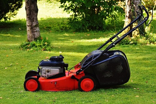 Fast growing lawn - fast, grass