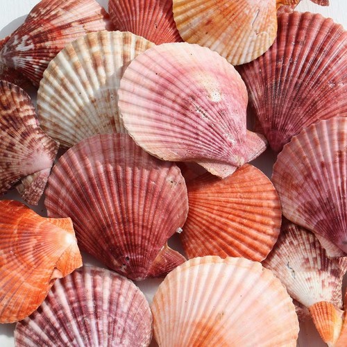 Pectin scallop shell paired - pectin, |