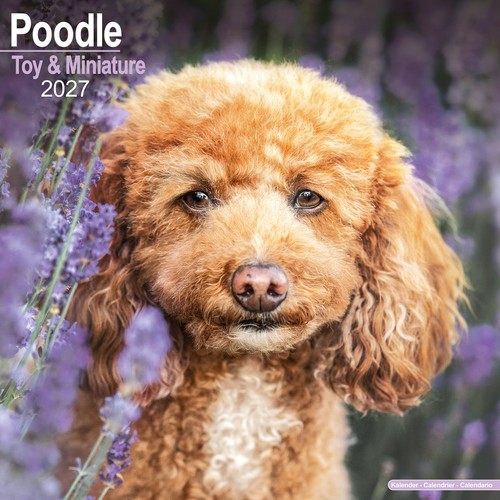 Poodle 2027 - poodle, miniature)