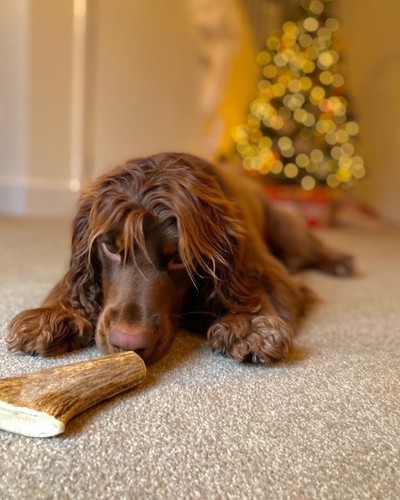 Fallow deer antler dog chew - deer,
