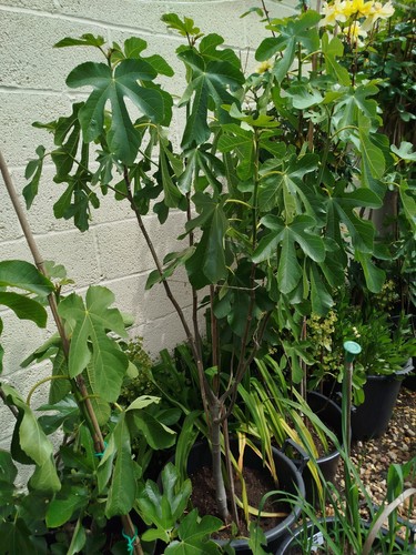 Fig tree large brown - fig, xl