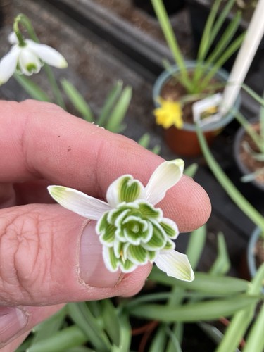 Galanthus snowdrop plants - snowdrop,