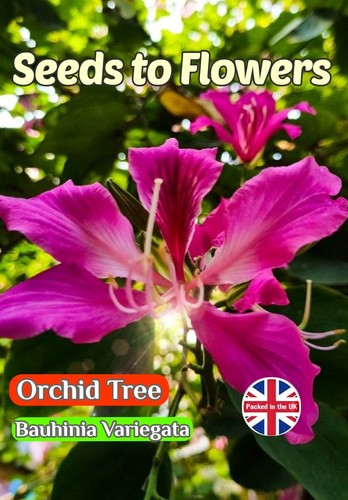 Orchid tree bauhinia - orchid,