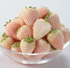 White Alpine Strawberry Seeds