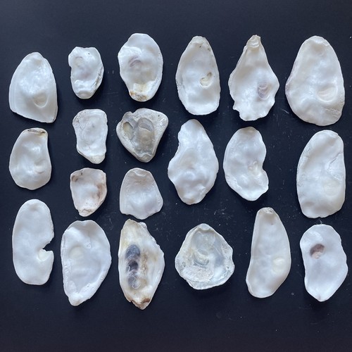 Oyster shell tops bottoms - oyster, 20