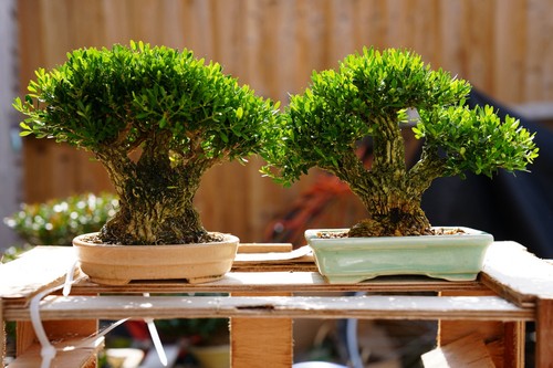 Boxwood bonsai tree - bonsai,