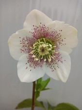 Hellebore in 1 ltr pot. White