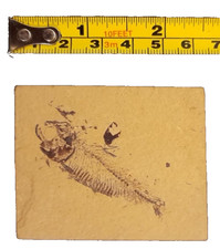 Estimated 100-120 million yrs