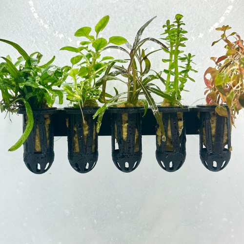 Live aquarium plants - live,