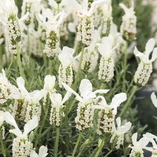 Lavender french stochea - lavender,