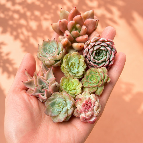 Mixed succulent cuttings - succulent,