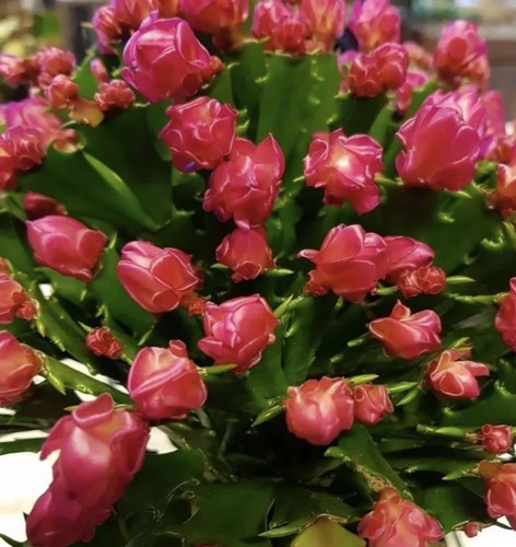Christmas thanksgiving cactus - thanksgiving,