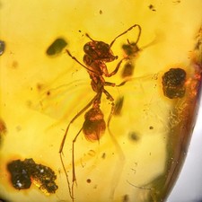 ANT in Burmese / Burmite amber