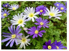 100 Anemone BLANDA MIX Spring