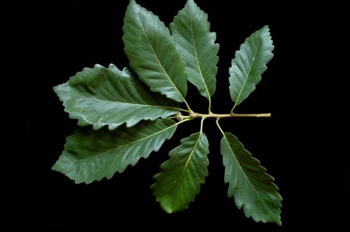 Chinkapin acorns - 22,