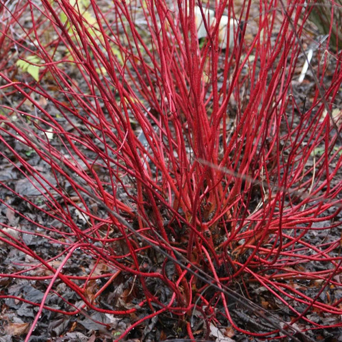 Cornus alba sibirica red - alba,