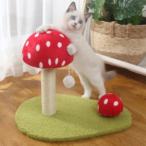 Cat scratcher kitty training - cat,