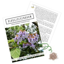 Bluebell Tree Cherry Tree Seeds (Paulownia tomentosa) - Fast Growing -300 Grains