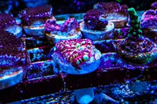 Gold Meister Chalice LPS coral marine frag not SPS Zoa Jelly Bean carbon salt