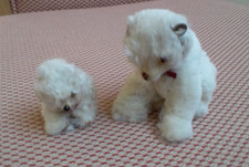 Spitz Samoyed Pomeranian Type