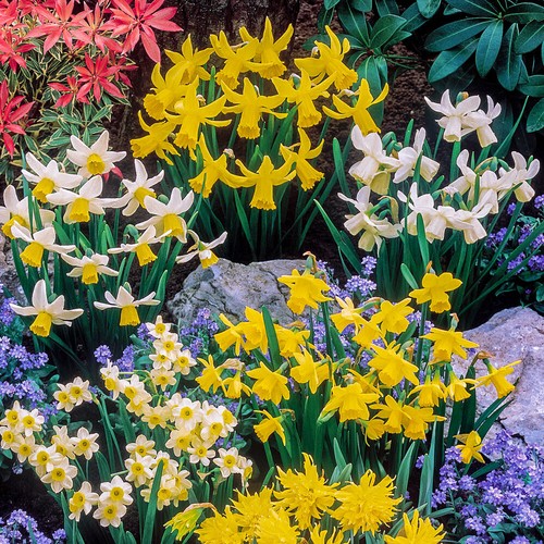 Mini daffodil bulbs - mini,