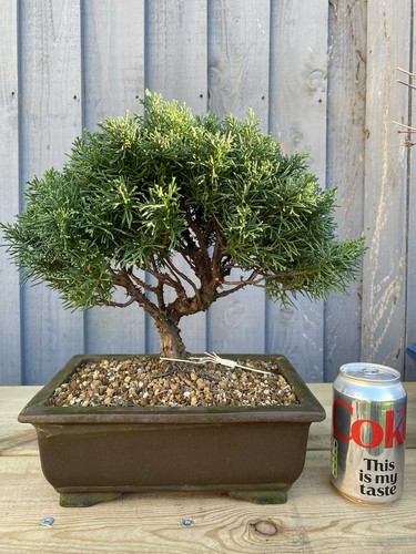 Bonsai tree itoigawa juniper