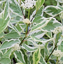 Cornus alba Elegantissima