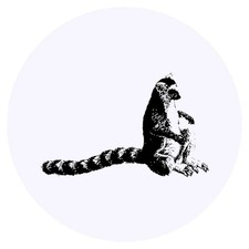 24 x 'Ring Tailed Lemur'