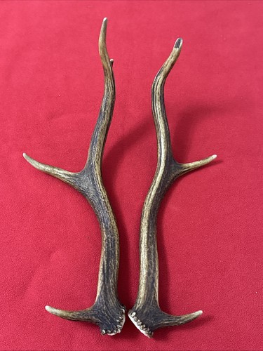 Pair red deer antlers - pair, 415g