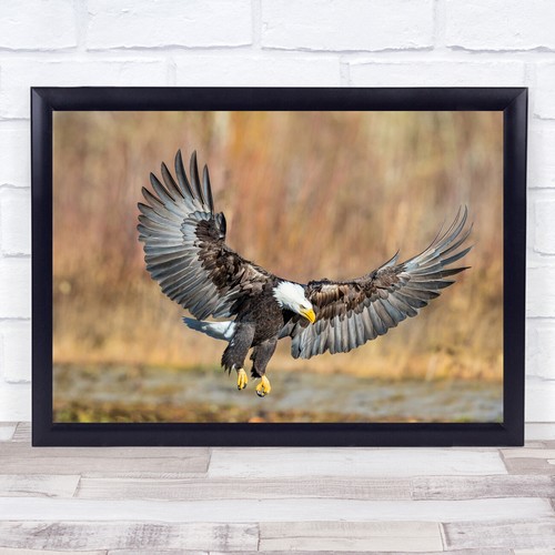 Eagle bird freedom - freedom, talon