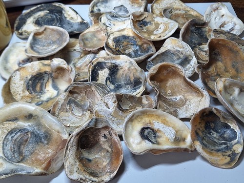 Seaworn oyster shells - seaworn,