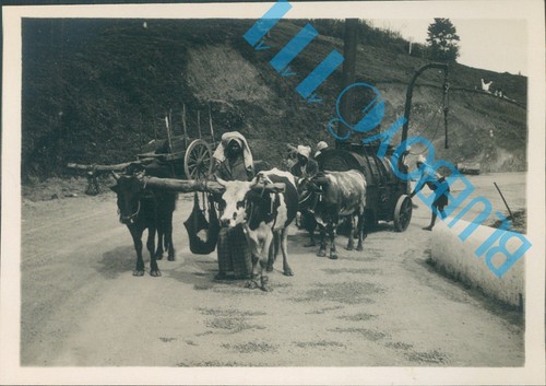 Ceylon 1945 rural - (sri,