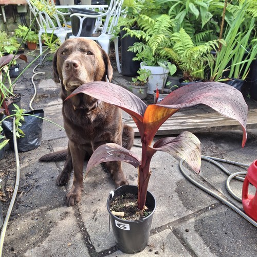 Canna black superb now over - canna,