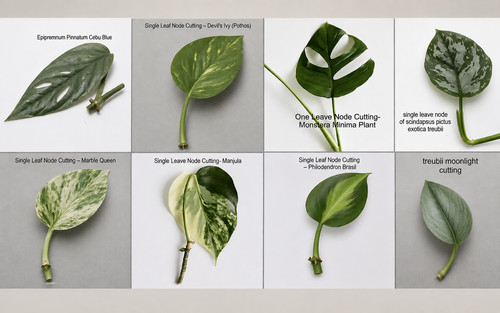 Mixed houseplant cuttings - cuttings, |