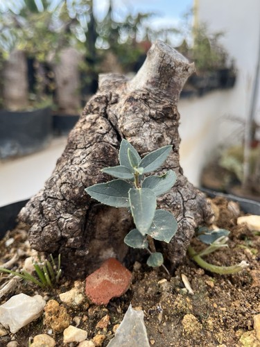Bonsai phyllirea - bonsai,
