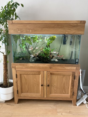 Aqua oak solid - oak, fish