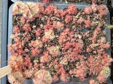 Drosera (AKA Sundew)