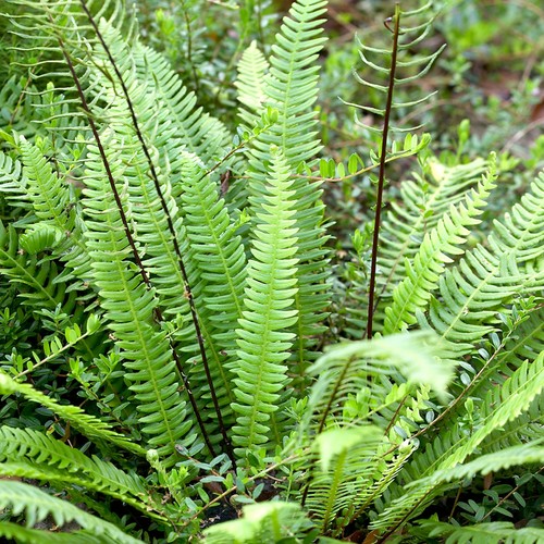 Blechnum spicant hard fern - spicant,