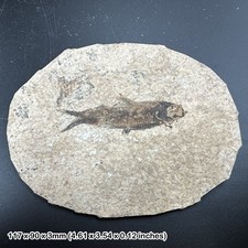 Knightia alta fossil fish in matrix – genuine eocene usa specimen – prehistoric
