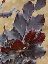5 Copper Beech 3-4ft Purple