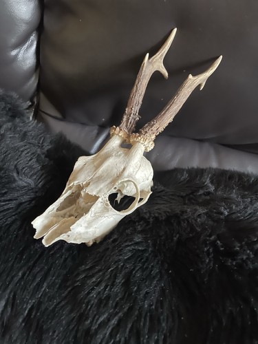 Muntjac deer skull - muntjac,