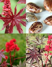 PURPLE JATROPHA rare color succulent exotic red impala tree desert seed 20 seeds