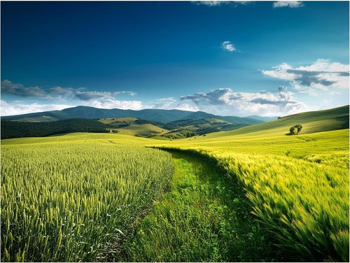Tile mural wheat field - field, nature