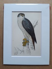 Antique Print: Hand-Coloured