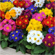 Primula Polyanthus Piano Mix X 12 Mini Plug Plants for Potting on See Photos