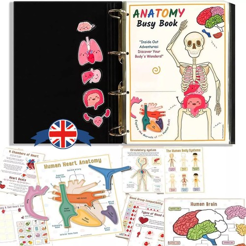 Human anatomy busy book - anatomy,